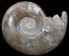 Polished Ammonite With Crystal Lined Chambers #35304-1